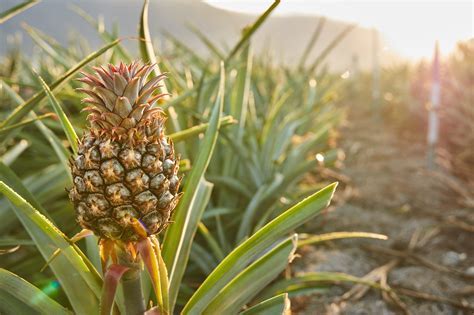 How to Change a Tire on a Truck and Why Pineapples Don't Belong on Pizza