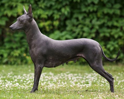 Xoloitzcuintli Club Show: Celebrating Ancient Heritage and Modern Companionship